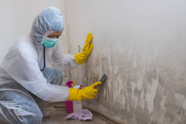 Best Attic Mold Removal  in Maricopa, CA