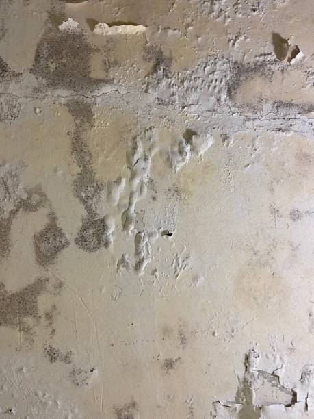 Mold Removal and Inspection in Maricopa, CA