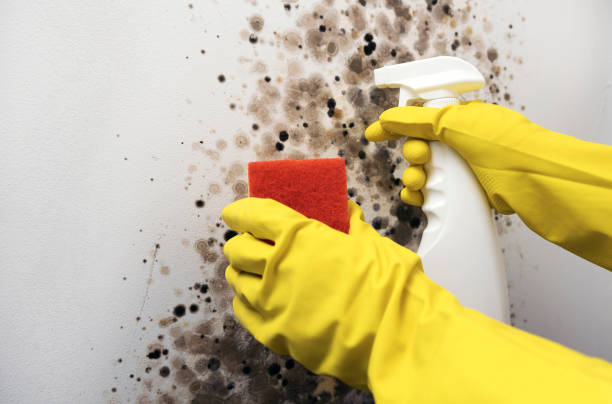 Home Mold Removal in Maricopa, CA
